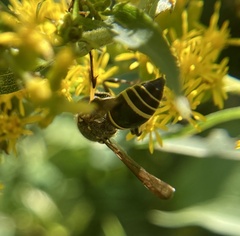 Ancistrocerus antilope