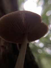 Entoloma strictius
