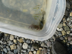 Leptocottus armatus