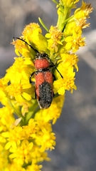 Crossidius coralinus
