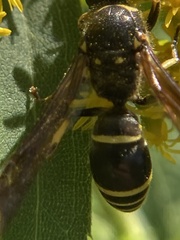 Ancistrocerus antilope