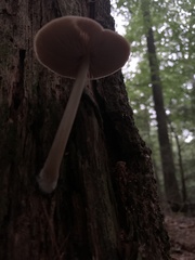 Entoloma strictius