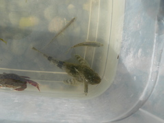 Cymatogaster aggregata