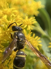 Ancistrocerus antilope