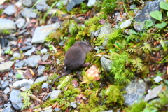 Pseudosoriculus fumidus