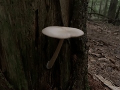 Entoloma strictius