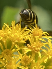 Ancistrocerus antilope
