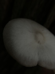 Entoloma strictius