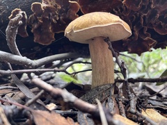 Boletus barrowsii