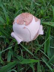 Chlorophyllum molybdites