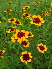 Coreopsis tinctoria