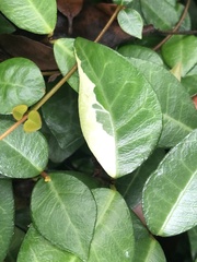Trachelospermum