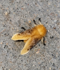 Megalopyge opercularis