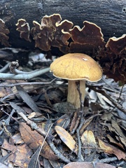 Boletus barrowsii