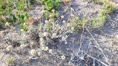 Eriogonum pauciflorum