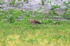 Bartramia longicauda