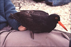 Haematopus fuliginosus