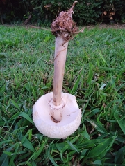 Chlorophyllum molybdites