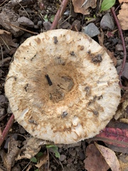 Lactarius pubescens