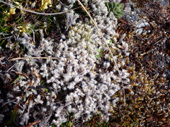 Racomitrium
