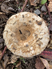 Lactarius pubescens