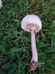 Chlorophyllum molybdites