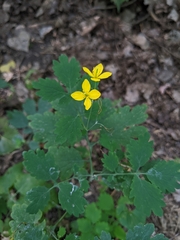 Chelidonium majus