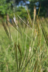 Dichanthium annulatum