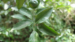 Citrus depressa