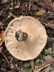 Lactarius pubescens