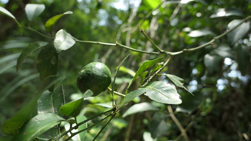 Taiwan tangerine