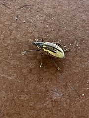Diaprepes abbreviatus