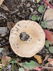 Lactarius pubescens