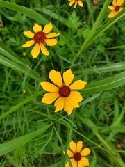 Coreopsis lanceolata