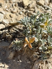Galegeae