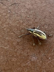 Diaprepes abbreviatus