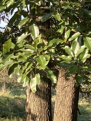 Quercus imbricaria