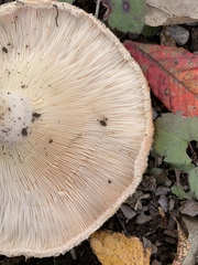 Lactarius pubescens
