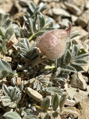 Galegeae