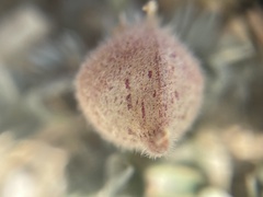 Galegeae