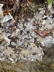 Peltigera neopolydactyla