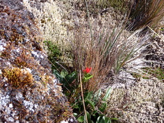 Castilleja fissifolia
