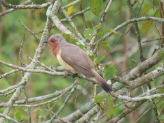 Coccycua pumila