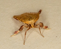 Parachma ochracealis