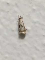Microcrambus
