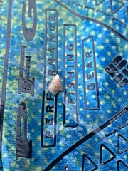 Ilyanassa trivittata