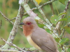 Coccycua pumila
