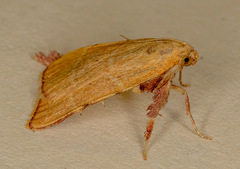 Parachma ochracealis