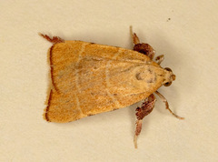 Parachma ochracealis