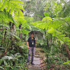 Cyatheaceae
